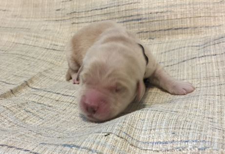 Black male