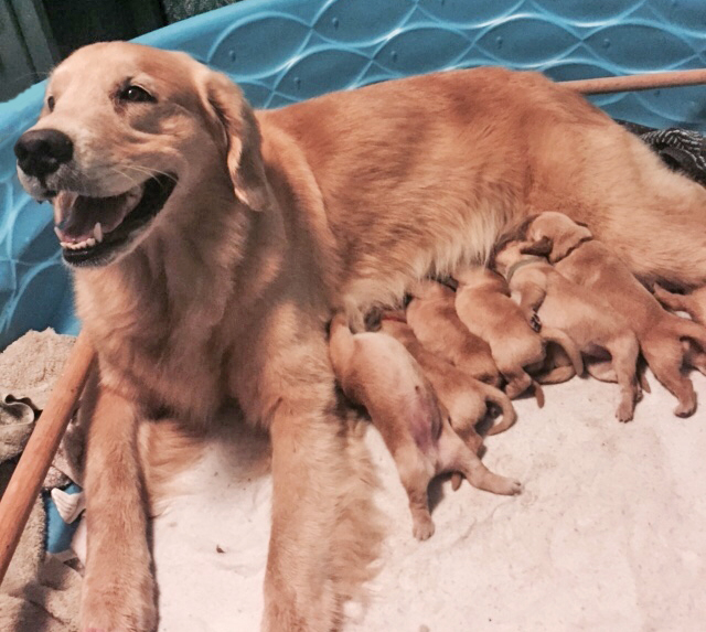 Jessie Whelping - close up with Golden Retriever Puppies