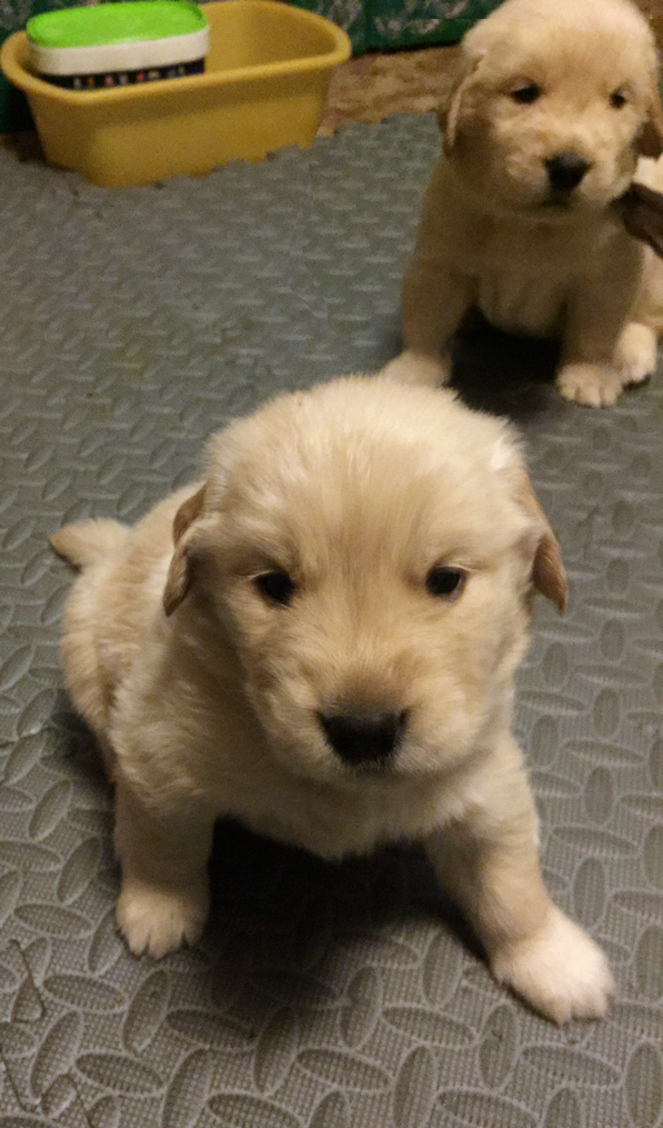 Yellow Female