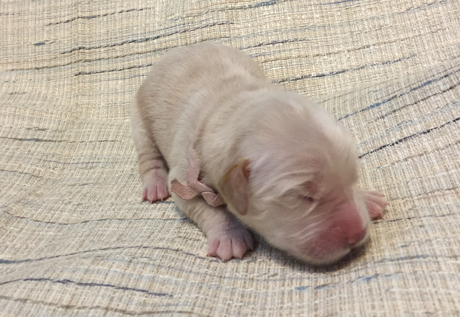 Pink male