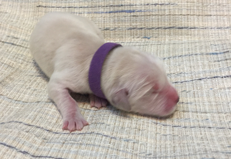 Purple female