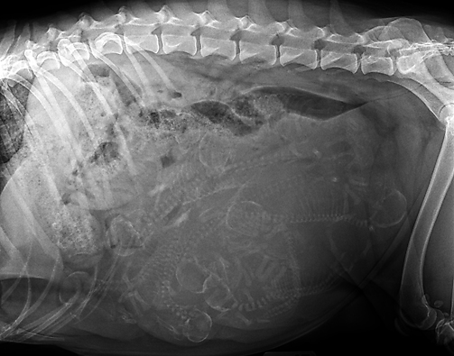 Jessie X-Ray