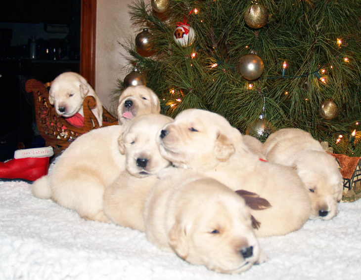Christmas Pups