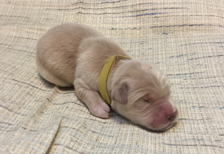 Yellow female