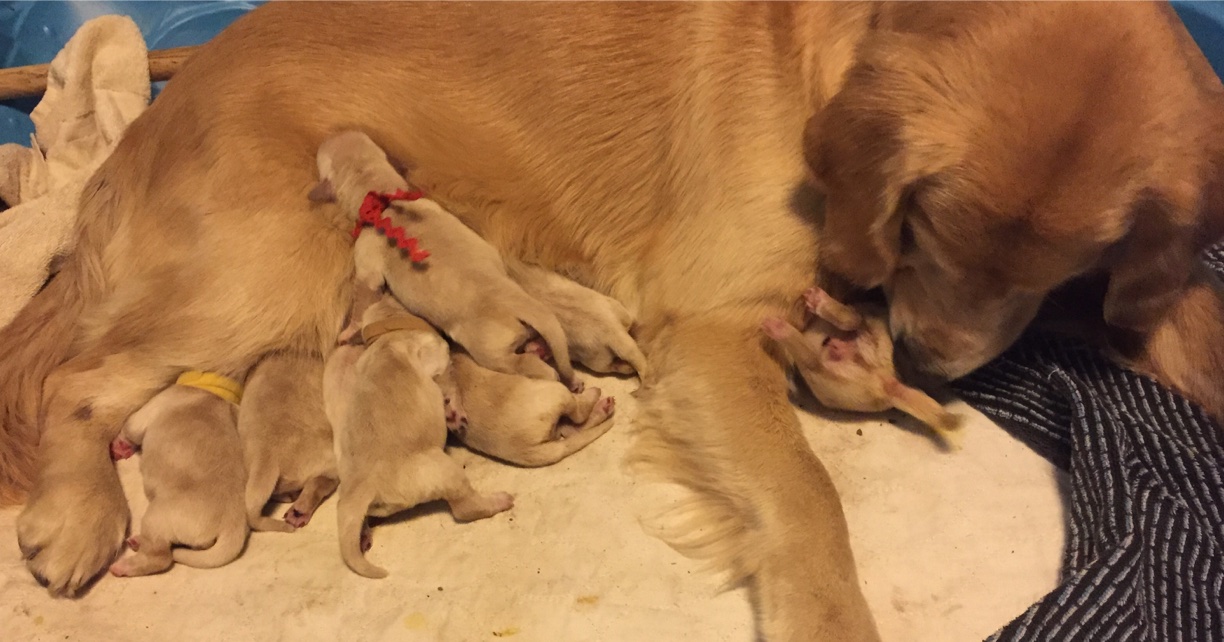 Jessie nursing